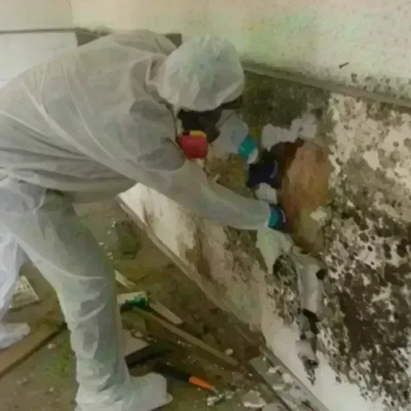 Mold Remediation and Removal in Eagleville, PA